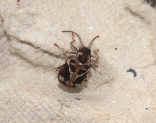 Ptinomorphus imperialis